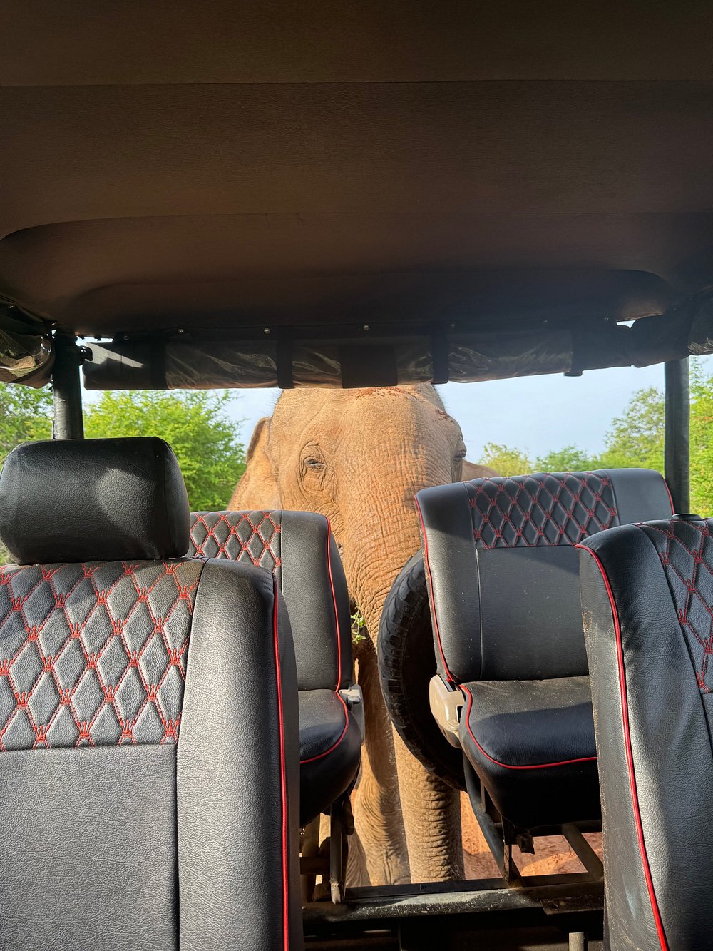 Morning safari drive